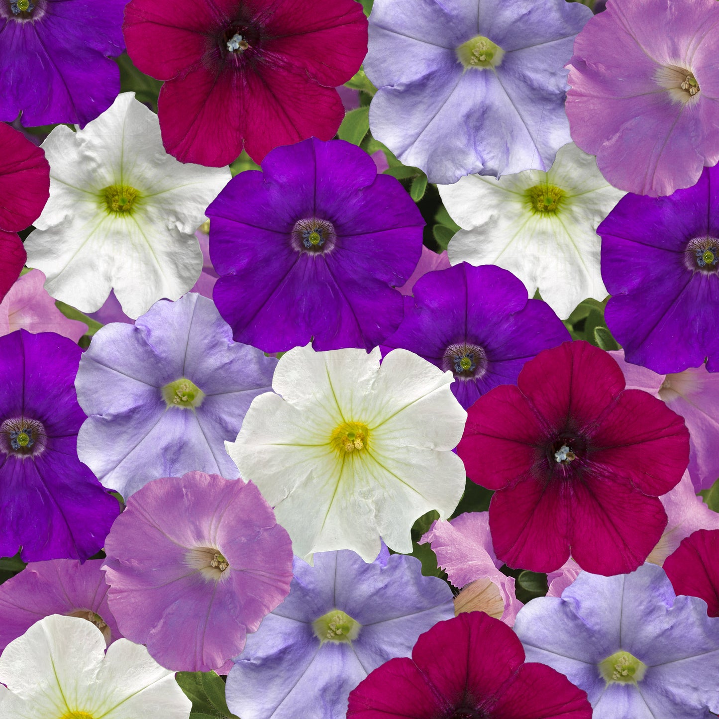 Petunia Seeds Petunia Flashforward Cool Water Mix 25 Pelleted Seeds