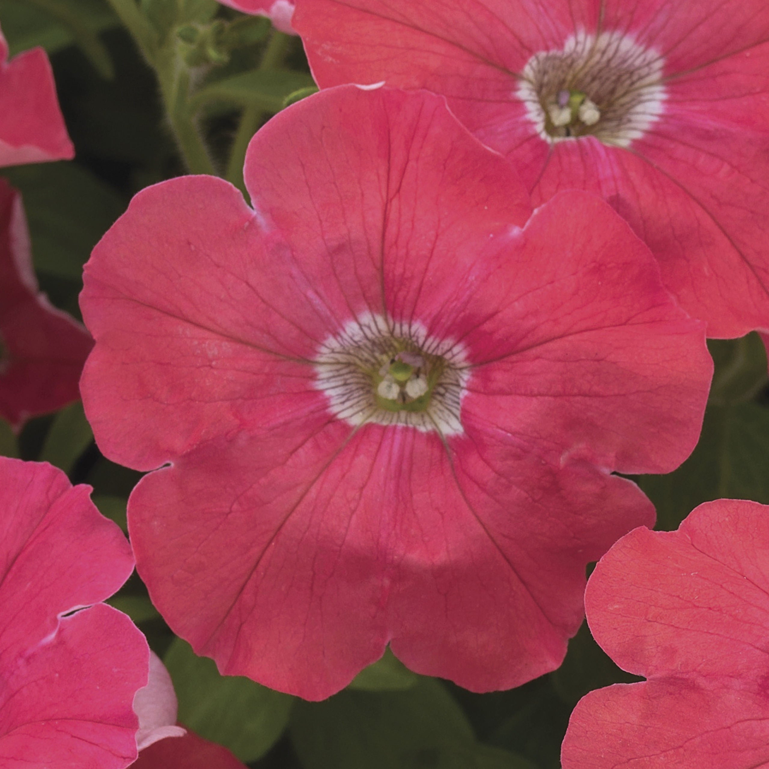 Flower Seeds | Petunias | Petunia Flashforward Coral