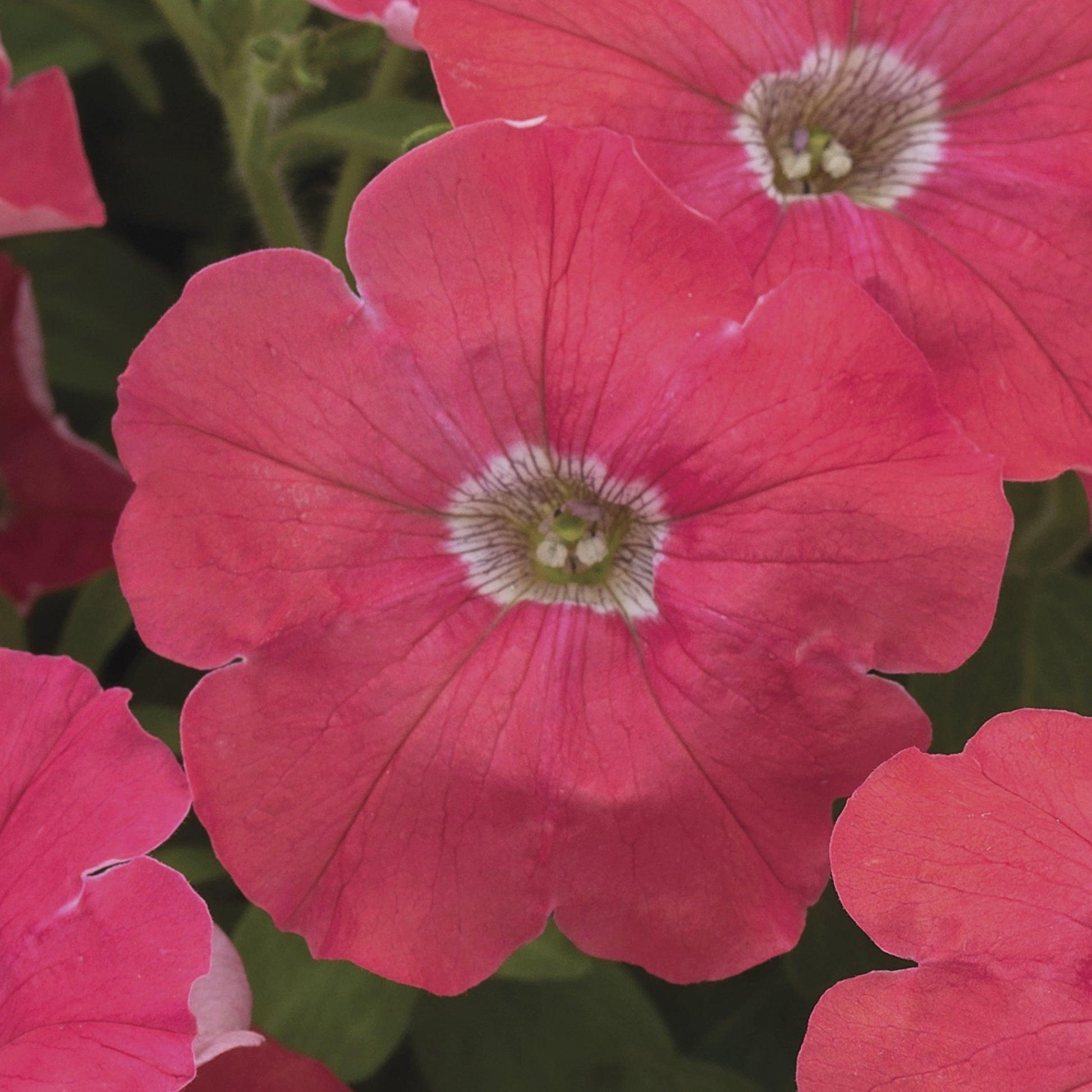 Petunia Seeds Petunia Flashforward Coral 25 Pelleted Seeds