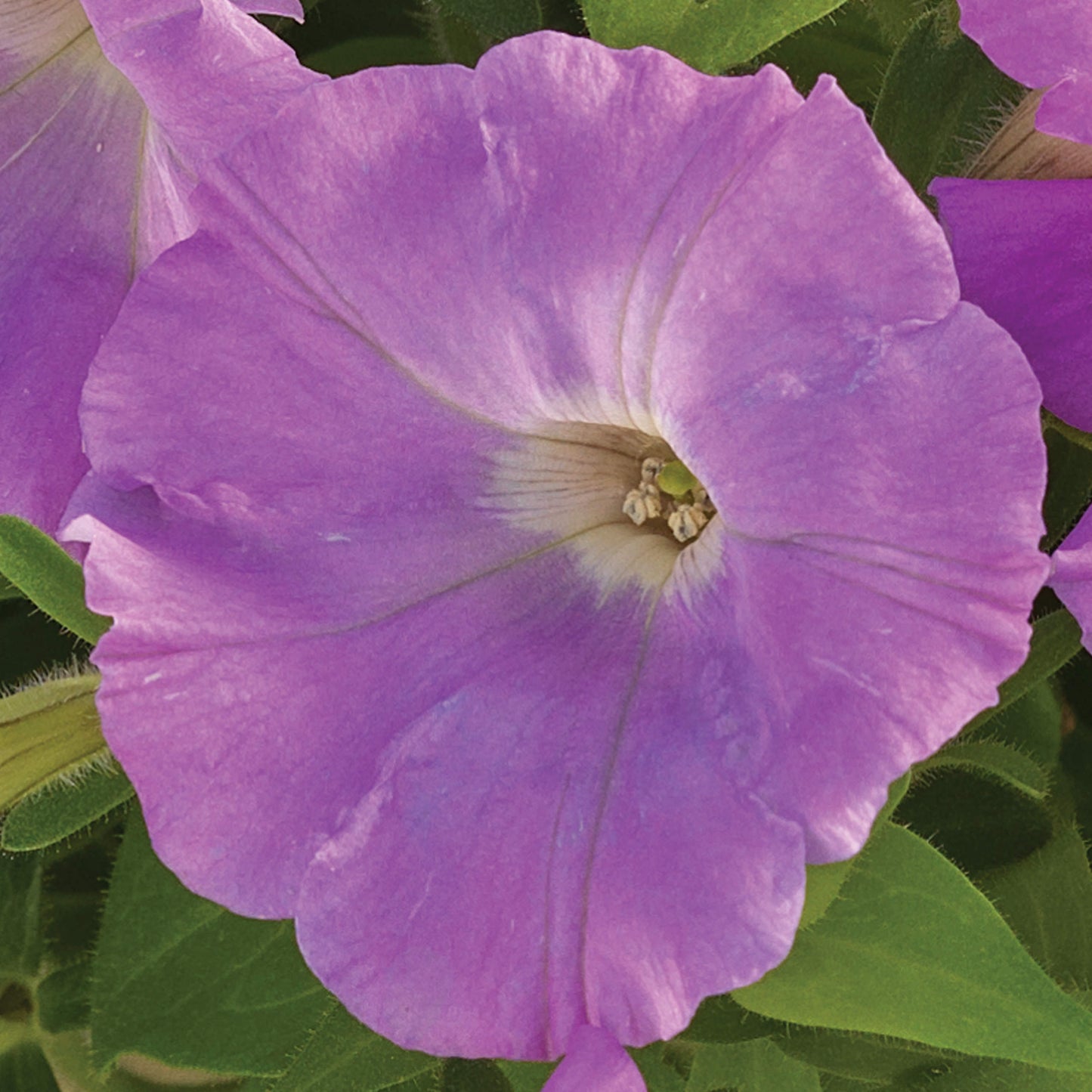 Petunia Seeds Petunia Flash Forward Lavender 25 Pelleted Seeds