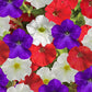 Petunia Seeds Petunia Flashforward Patriot Mix 25 Pelleted Seeds