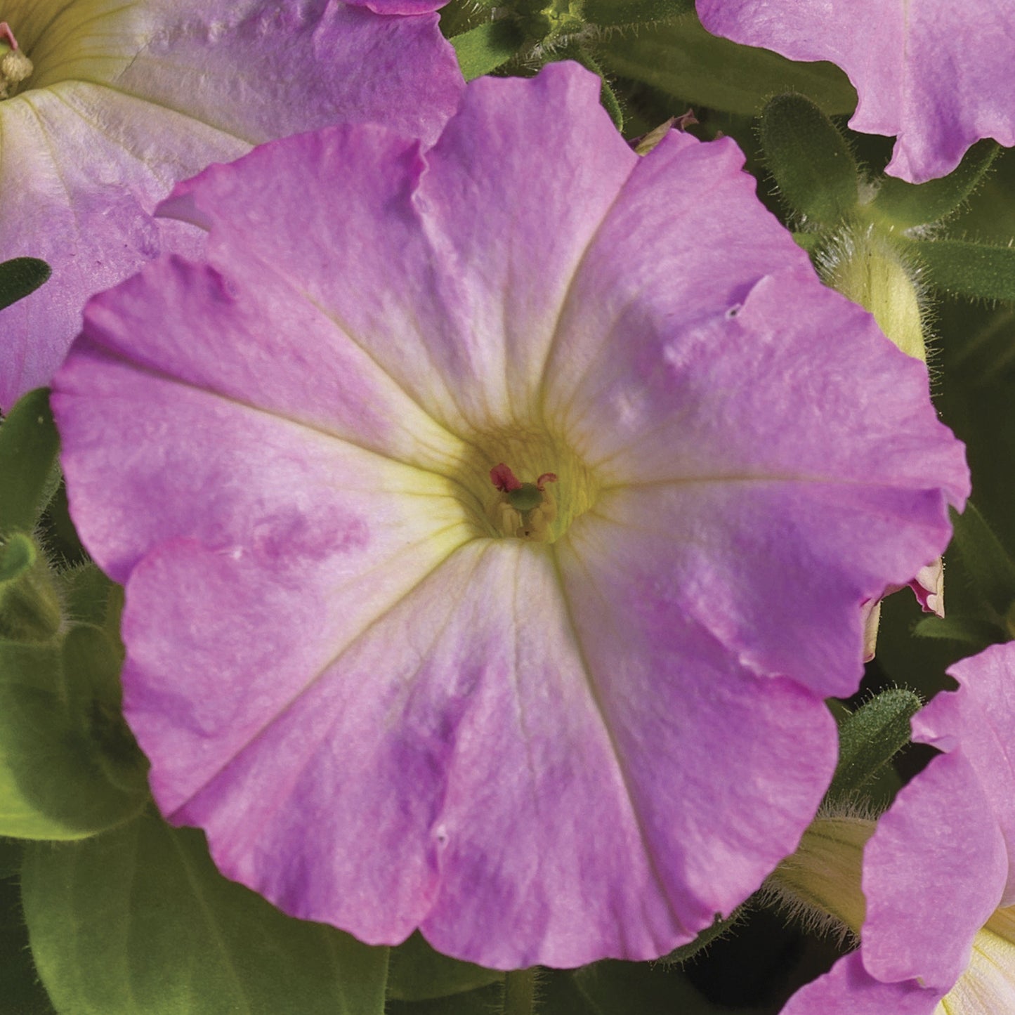 Petunia Seeds Petunia Flashforward Pink Glow 25 Pelleted Seeds