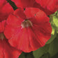 Petunia Seeds Petunia Flashforward Red 25 Pelleted Seeds