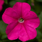 Trailing Petunia Seeds Petunia Fotofinish Pink 25 Pelleted Flower Seeds