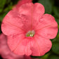 Fotofinish Salmon 25 Trailing Petunia Seeds Pelleted Flower Seeds