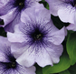 50 Pelleted Petunia Seeds Limbo Blue Vein