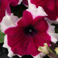 50 Pelleted Petunia Seeds Limbo Burgundy Picotee