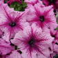 50 Pelleted Petunia Seeds Limbo Orchid Vein