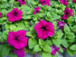 50 Pelleted Petunia Seeds Limbo Violet