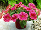 25 Pelleted Petunia Seeds Ramblin Salmon Capri