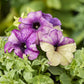 Flower Seeds 50 Pelleted Petunia Seeds Shake Blueberry