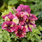 Flower Seeds 50 Pelleted Petunia Seeds Shake Raspberry