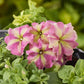 Flower Seeds 50 Pelleted Petunia Seeds Shake Strawberry