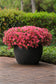 15 thru 100 Seeds Pelleted Petunia Seeds Shock Wave Coral Crush