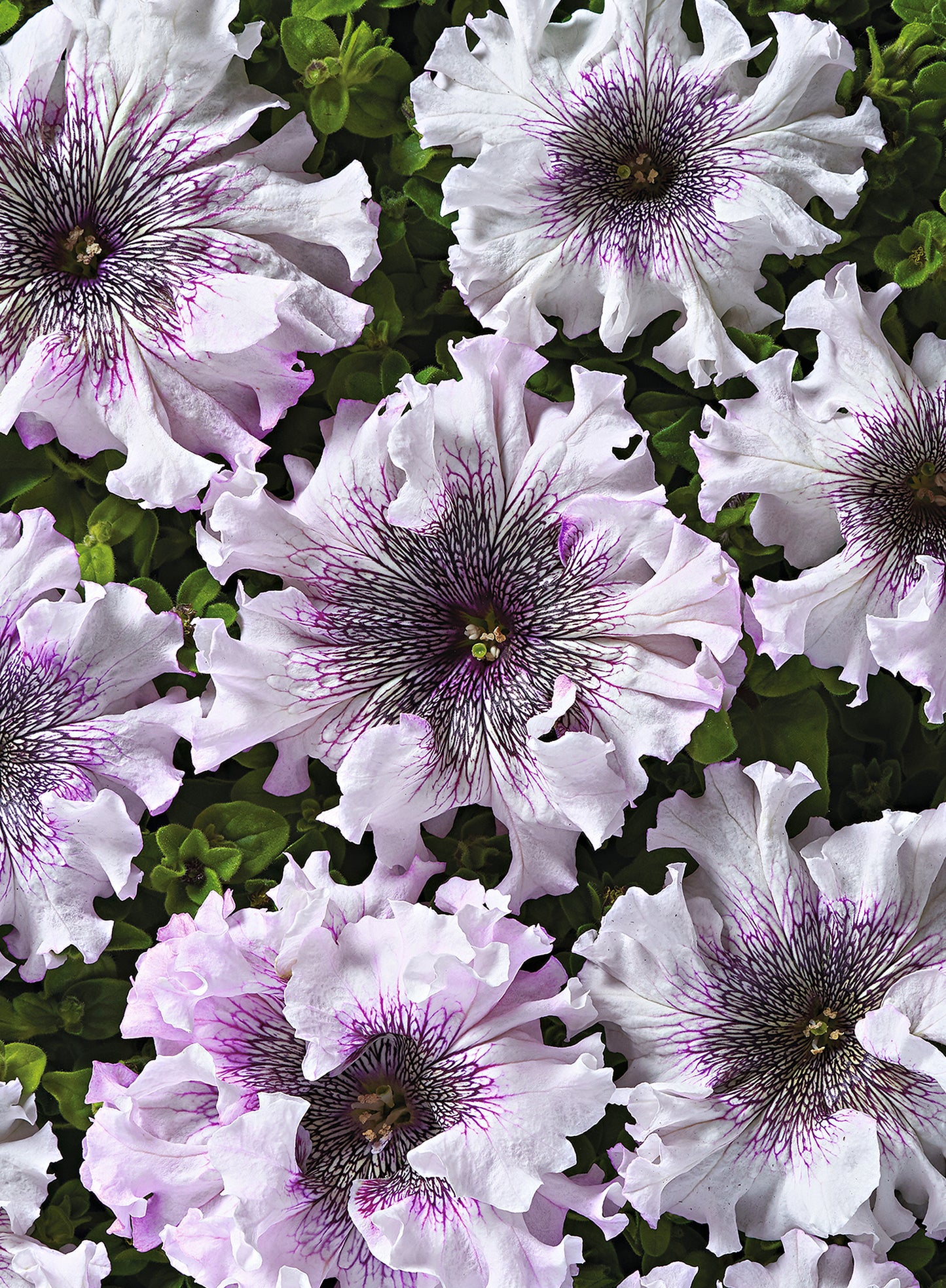 50 Pelleted Petunia Seeds Superbissima Alba Petunias