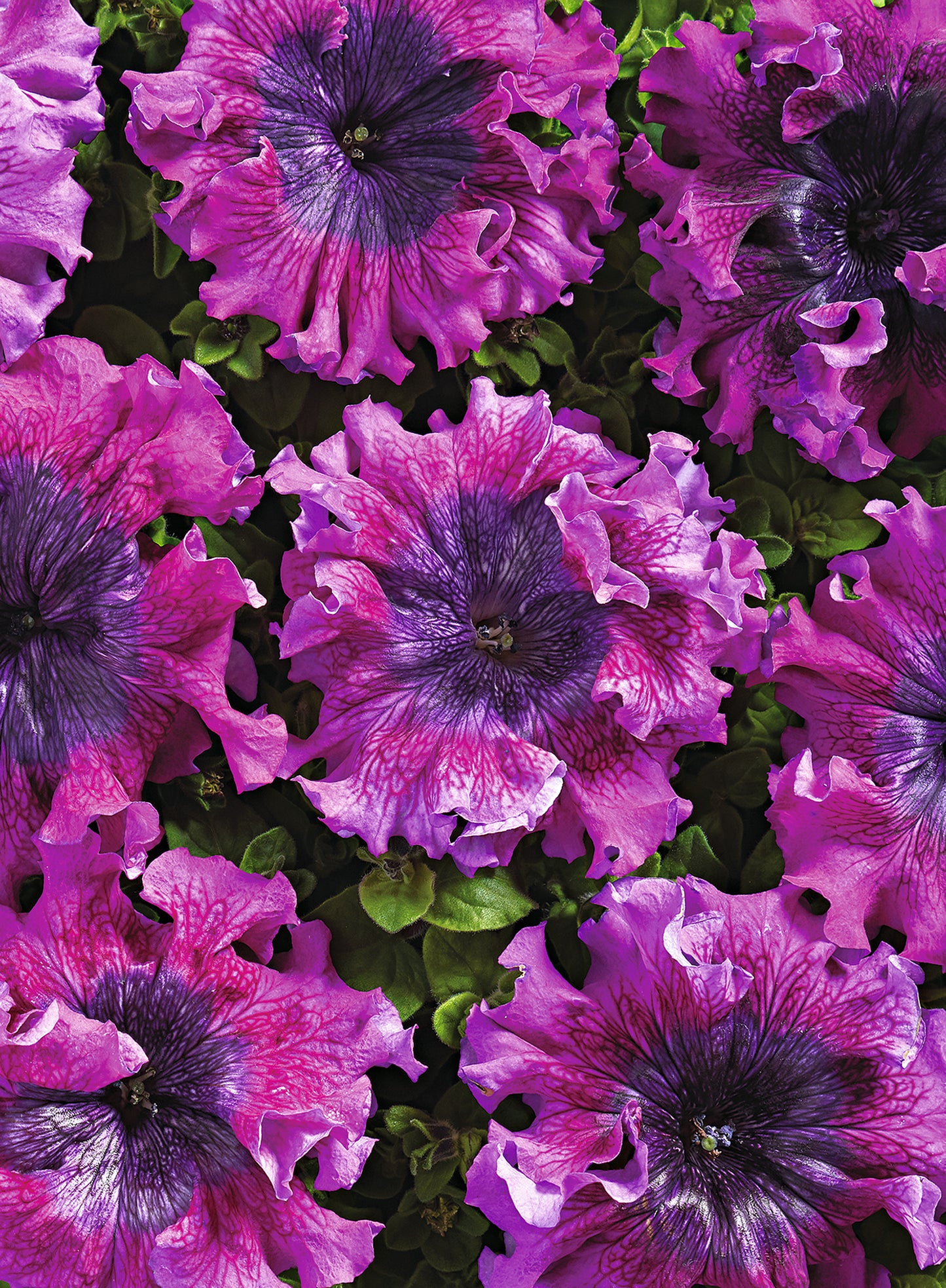 50 Pelleted Petunia Seeds Superbissima Dark Purple Petunias