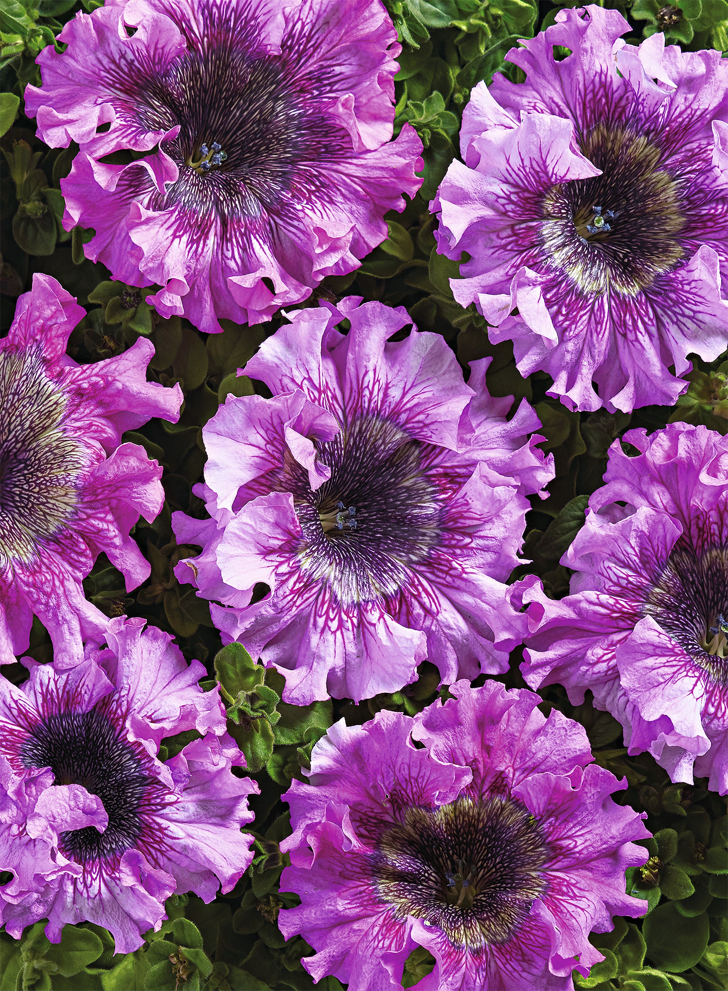 Petunia Seeds Superbissma Pink Petunias