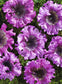 50 Pelleted Petunia Seeds Superbissima Rosea Pink Petunias