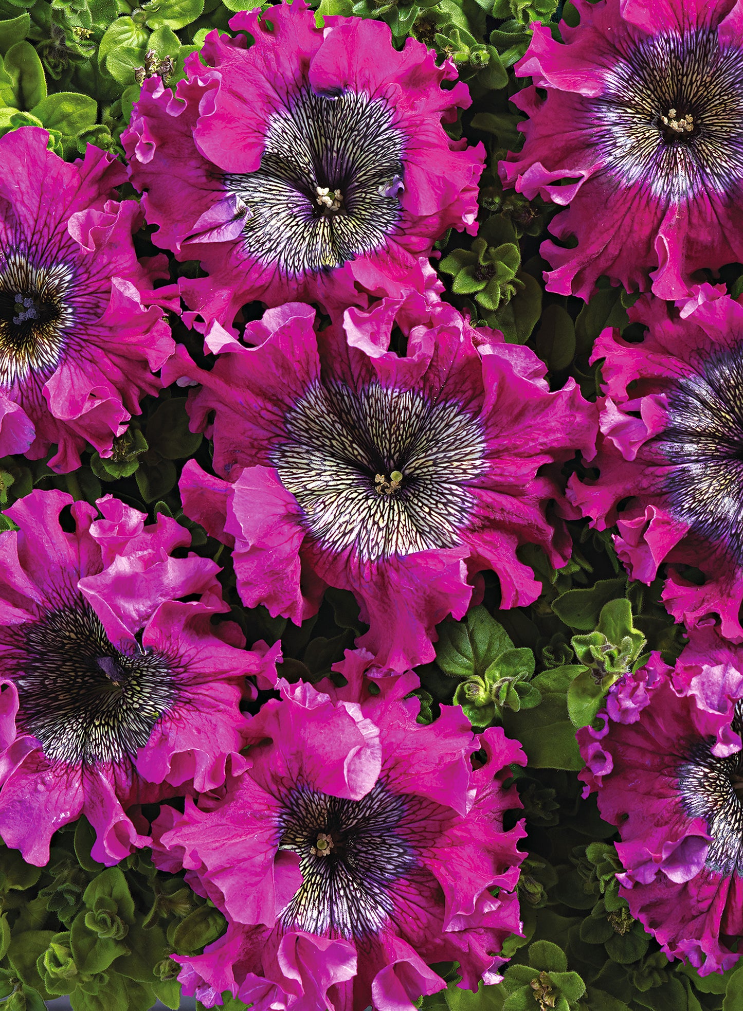 50 Pelleted Petunia Seeds Superbissima Wine Red Petunias