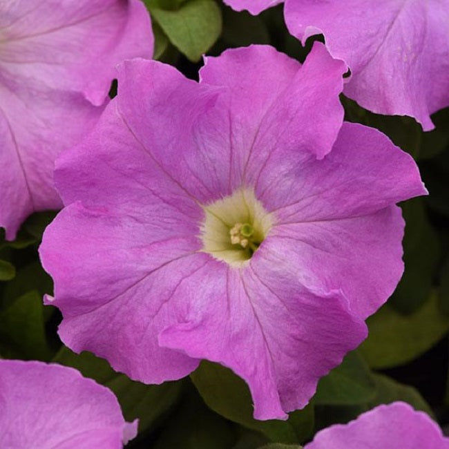 Petunia Seeds Supercascade Lilac 500 Pelleted Seeds