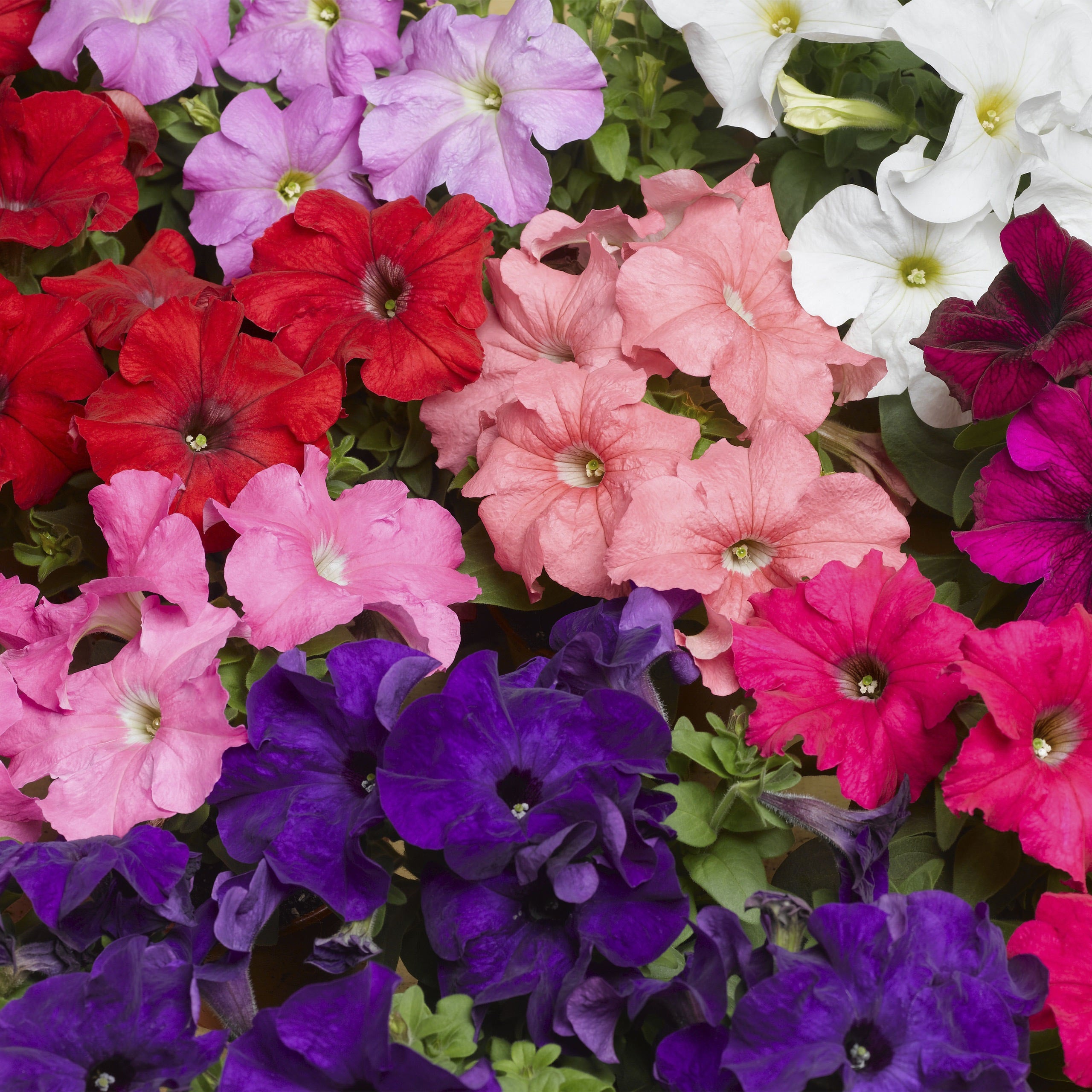 Petunia | Flower Seeds | Petunia Tritunia Formula Mix