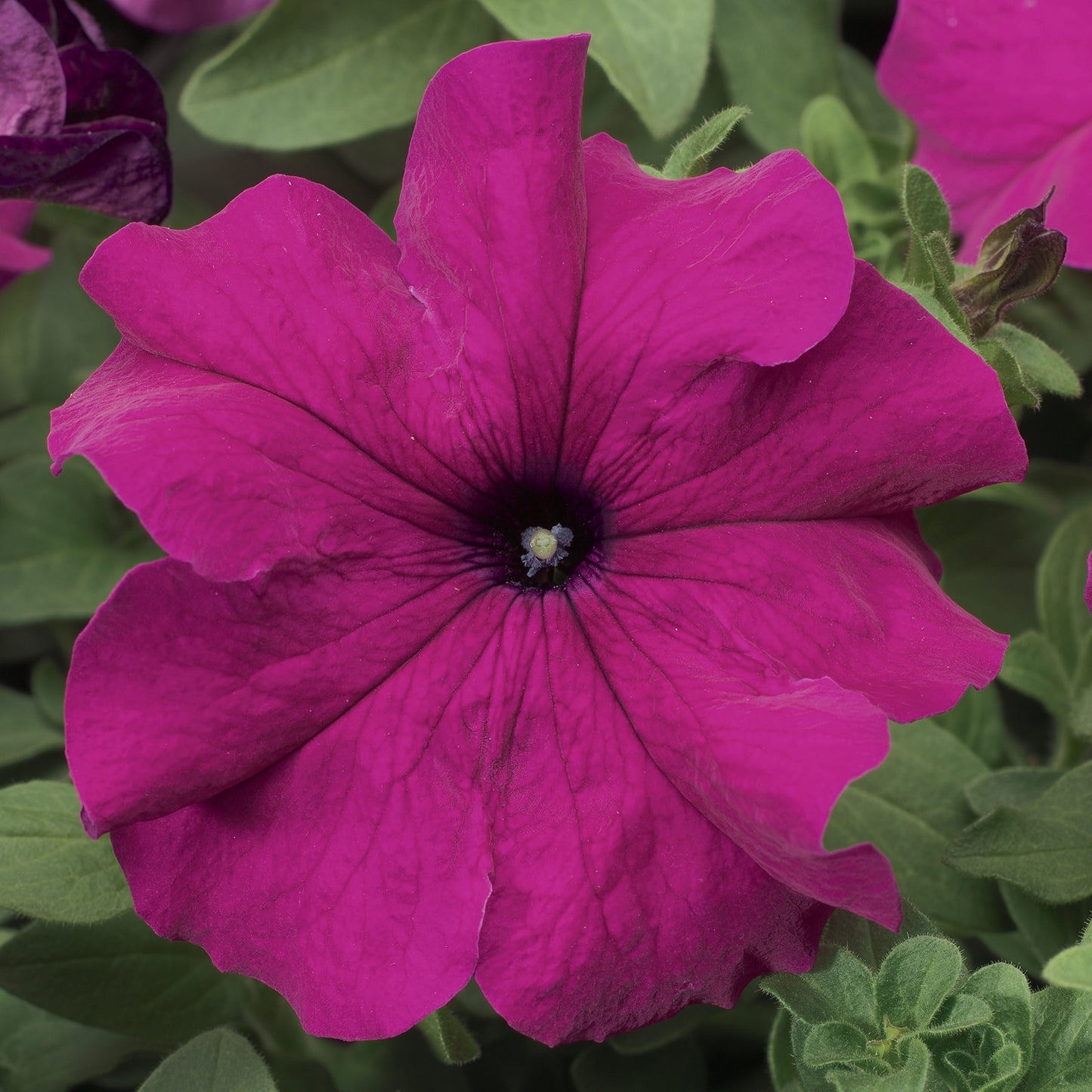 Pelleted Petunia Seeds 50 thru 1,000 Petunia Tritunia Purple