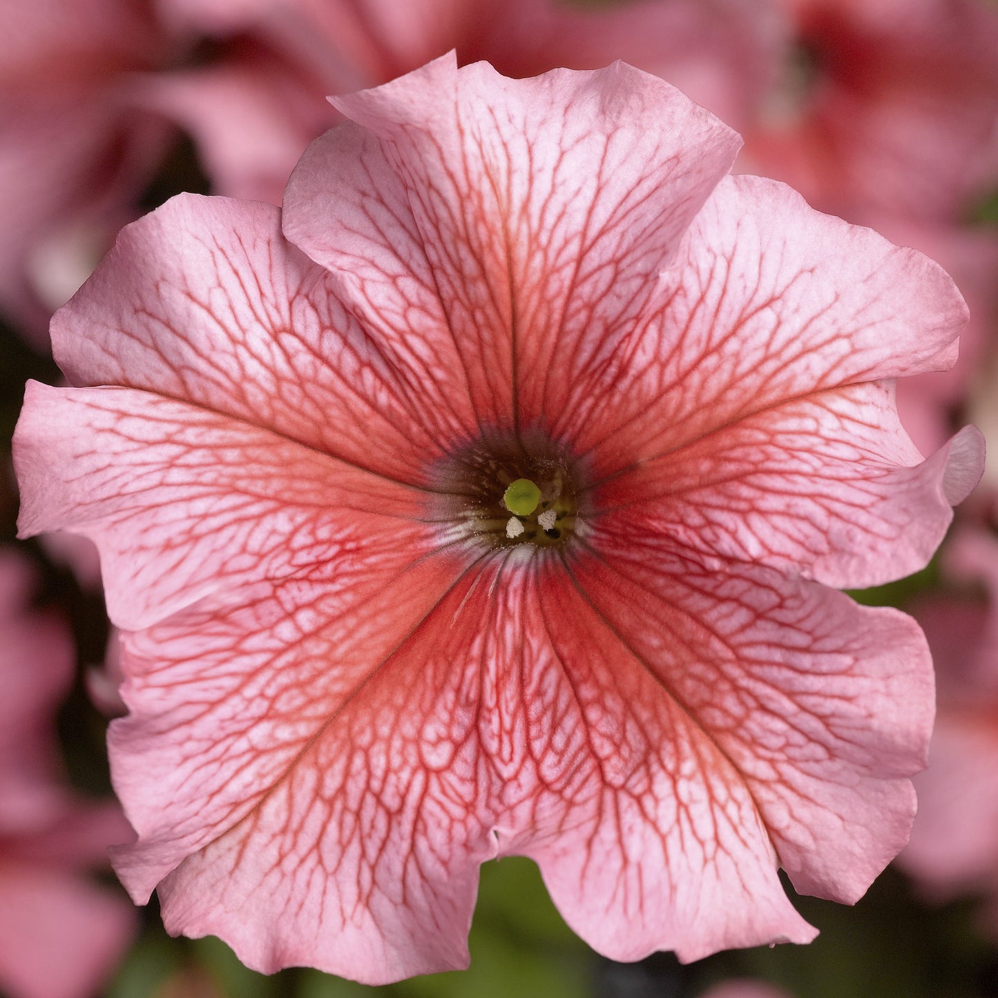 Pelleted Petunia Seeds 50 thru 1,000 Petunia Tritunia Salmon Vein