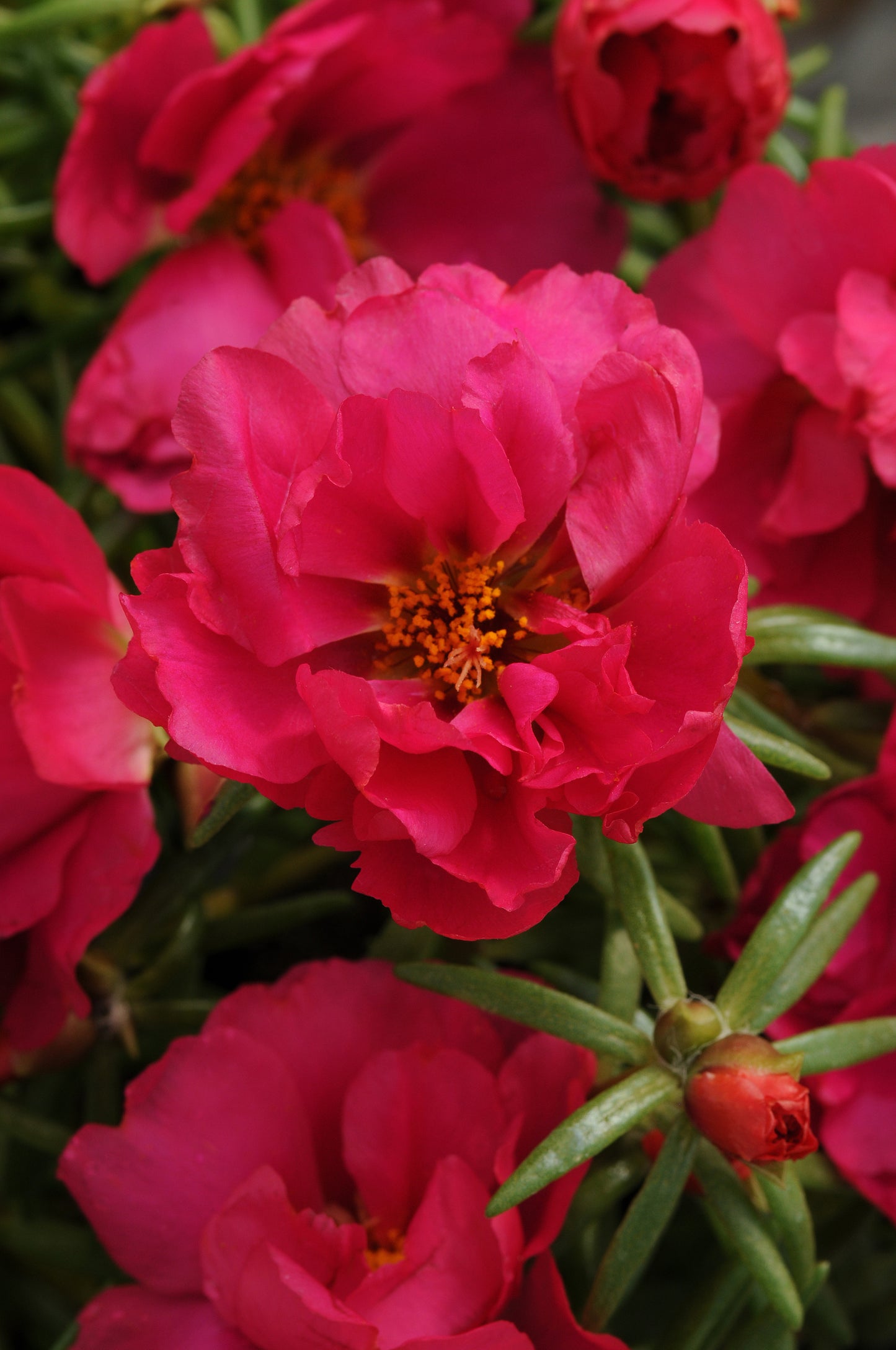 Portulaca Seeds Portulaca Happy Hour Fuchsia 50 Multi Pelleted Seeds