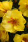 Portulaca Seeds Portulaca Happy Hour Lemon 50 Multi Pelleted Seeds