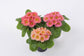 50 Primrose Seeds Acaulis Danessa Apricot Rose Eye Primula Seeds