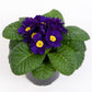 50 Primula Seeds Acaulis Danessa Blue Primrose Seeds