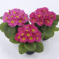 50 Primrose Seeds Danessa Pink Shade Primula Seeds