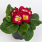 50 Primrose Seeds Danessa Rose Bicolor Primula Seeds