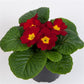 50 Primrose Seeds Danessa Scarlet Primula Seeds