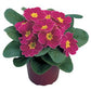 50 Primrose Seeds Primula Seeds Danova Cherry Edge