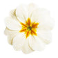 Primula Seeds 50 Primrose Seeds Primula Danova White