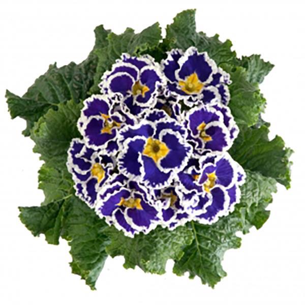 25 Primula Seeds Primula Hethor Coco Blue Primrose