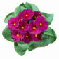 50 Primrose Seeds Primula Hethor Mid Spring Sun Violet