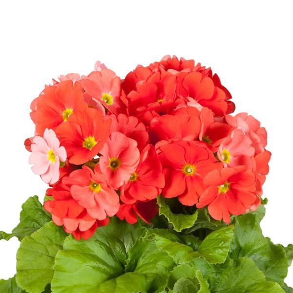 Primula Seeds Obconica Touch Me Midi Dark Orange 25 Primrose Seeds