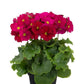 Primula Obconica Touch Me Midi Wine Red 25 Primrose Seeds