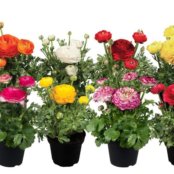 Ranunculus Seeds Ranunculus Sprinkles Mix 25 Pelleted Seeds