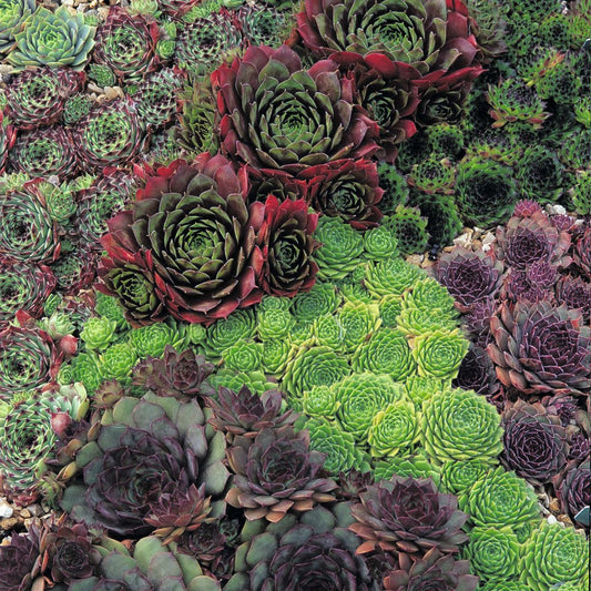 Sempervivum Seeds Hybridum Seeds Hens & Chicks 100 thru 5,000 Succulent Seeds