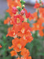 50 Snapdragon Seeds Snapdragon Chantilly Bronze Cut Flower Seeds