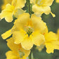 50 Snapdragon Seeds Snapdragon Chantilly Cream Yellow Cut Flower Seeds