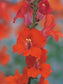 50 Snapdragon Seeds Snapdragon Chantilly Deep Orange Cut Flower Seeds