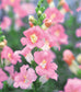 50 Snapdragon Seeds Snapdragon Chantilly Light Pink Cut Flower Seeds