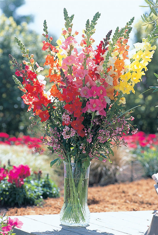 50 Snapdragon Seeds Snapdragon Chantilly Mix Cut Flower Seeds