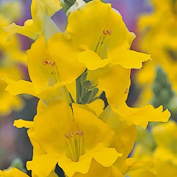 50 Snapdragon Seeds Snapdragon Chantilly Yellow Cut Flower Seeds