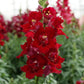 50 Snapdragon Seeds Snapdragon Double Shot Crimson Red Doubleshot