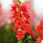 50 Snapdragon Seeds Snapdragon Double Shot Orange Bicolor Doubleshot